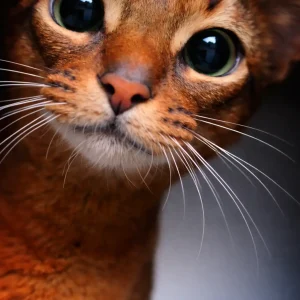Cat guardian of silence